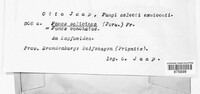 Phellinopsis conchata image